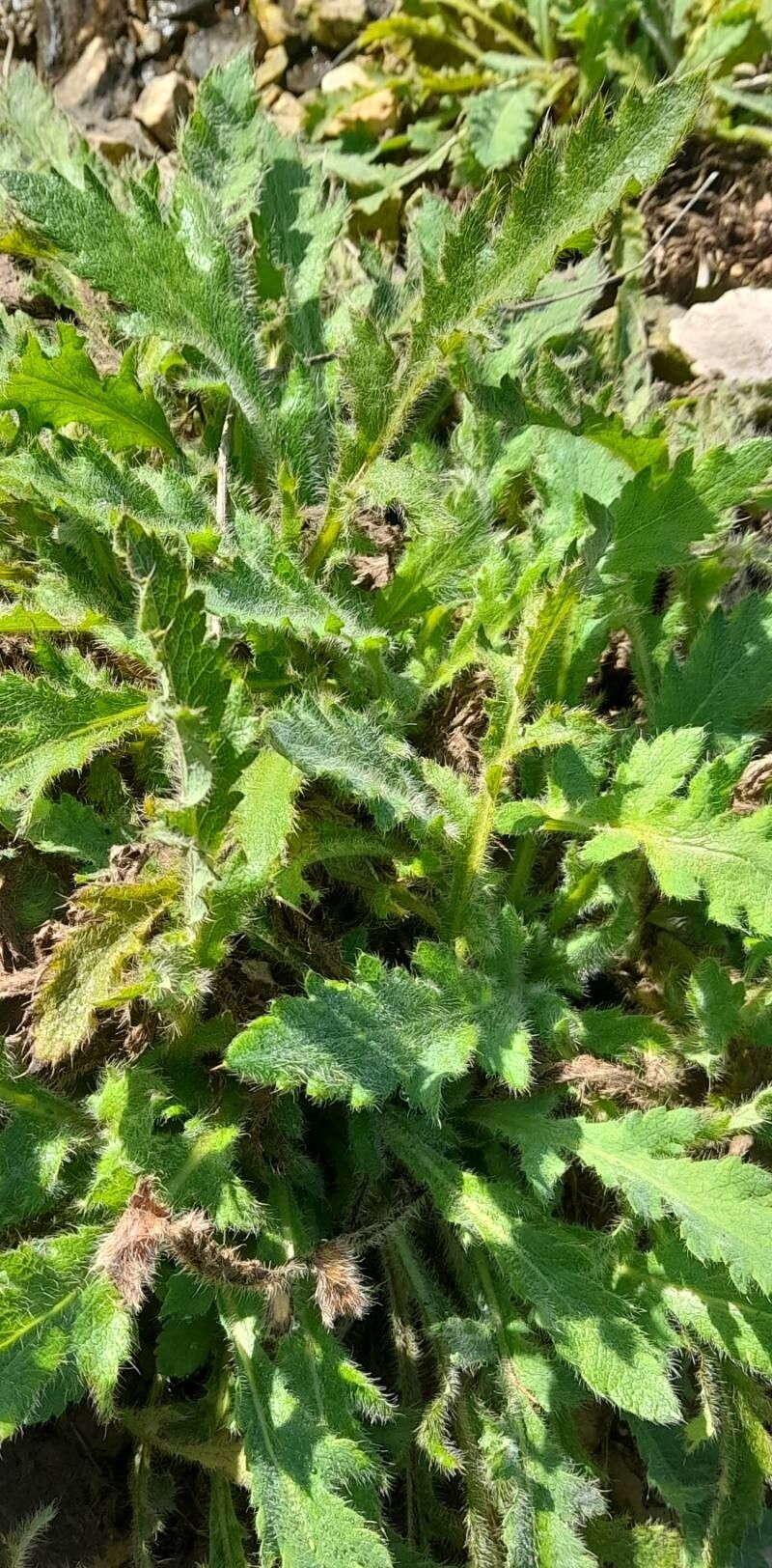 Papaver olchonense habit