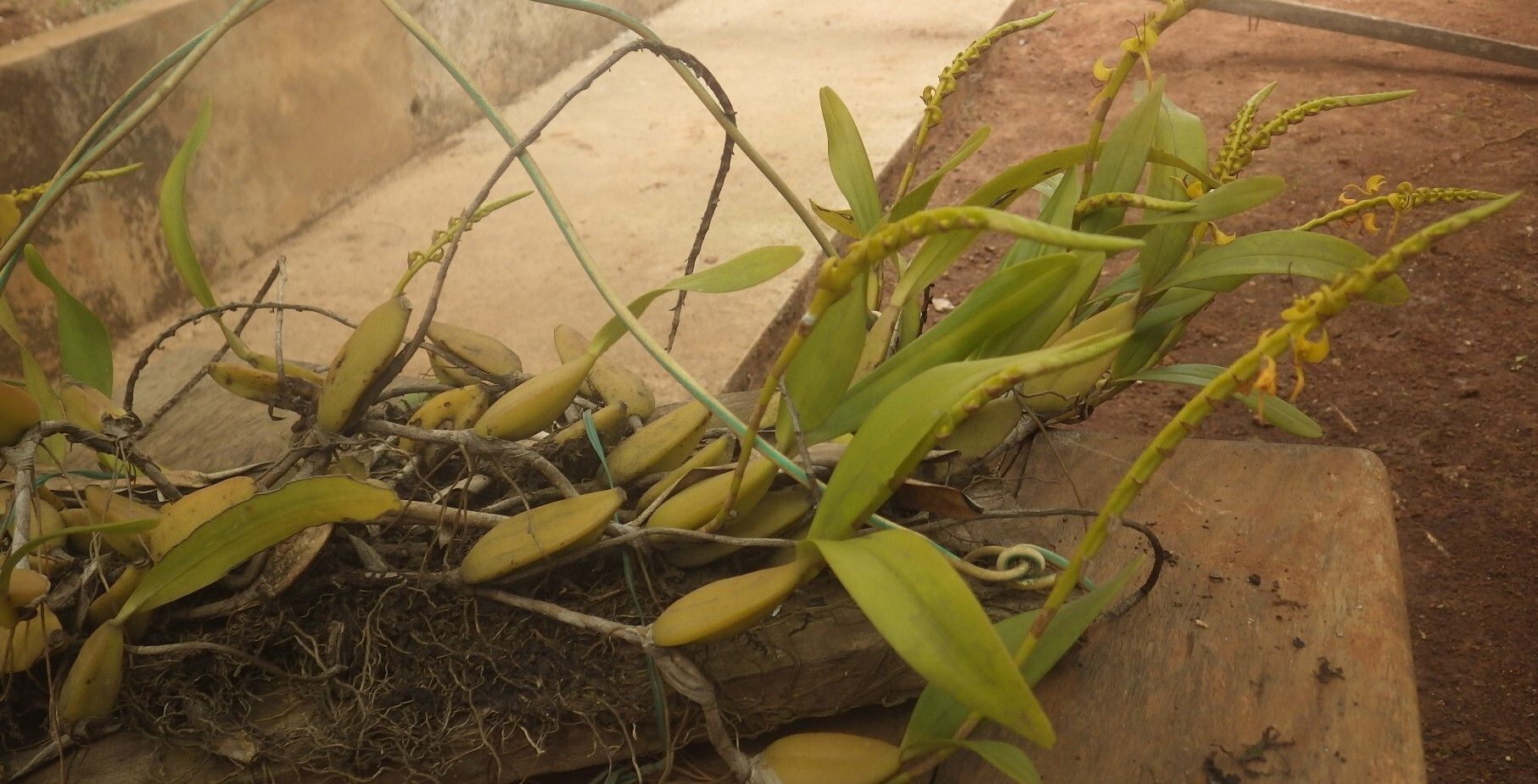 Bulbophyllum sandersonii habit