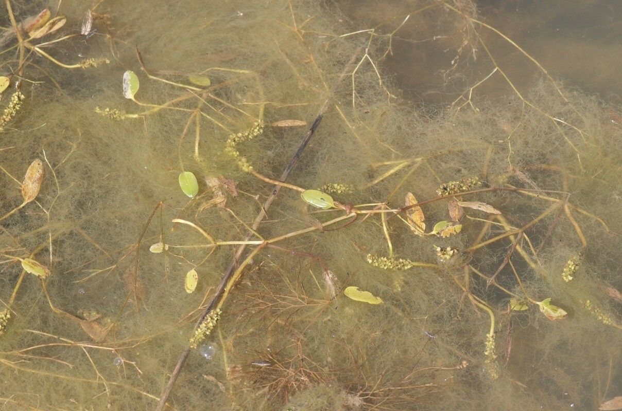 Potamogeton gramineus habit
