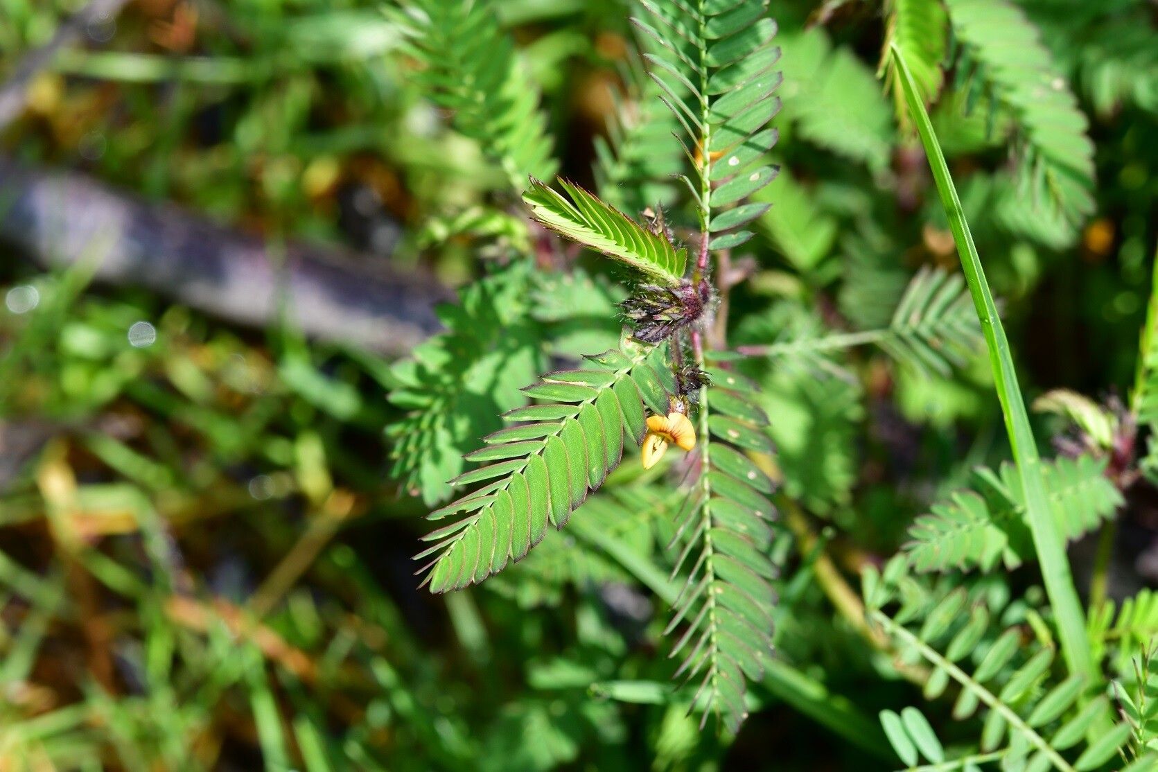 Aeschynomene villosa habit