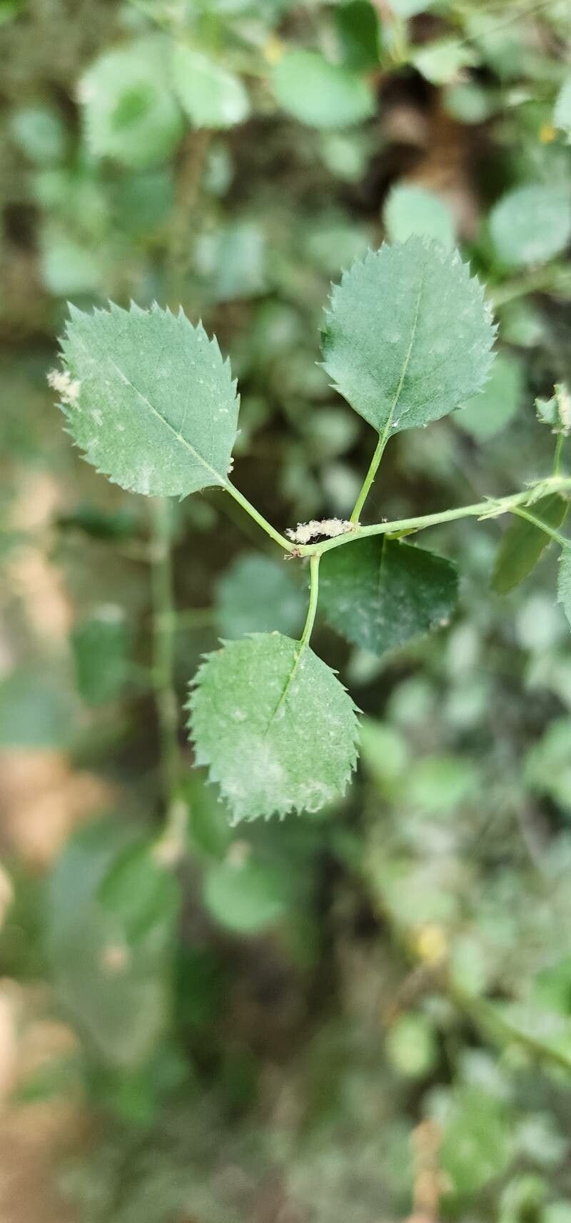 Prunus microcarpa — search result for 'Lebanon'