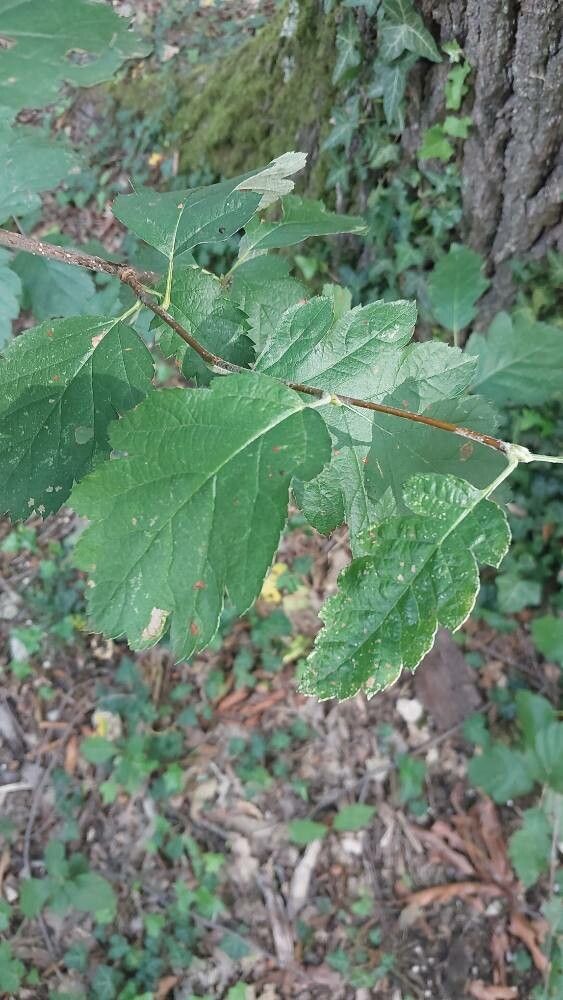 Quercus × heterophylla leaf