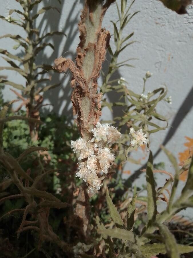 Pseudognaphalium californicum leaf