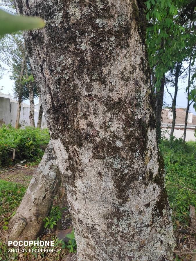 Prunus myrtifolia bark