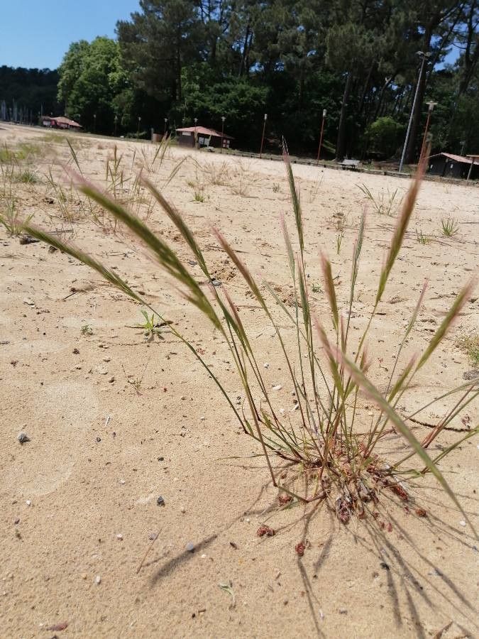Vulpia fasciculata fruit