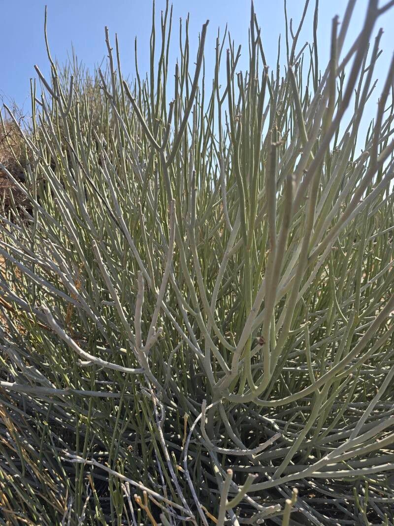 Euphorbia gregaria — houseplant care guide