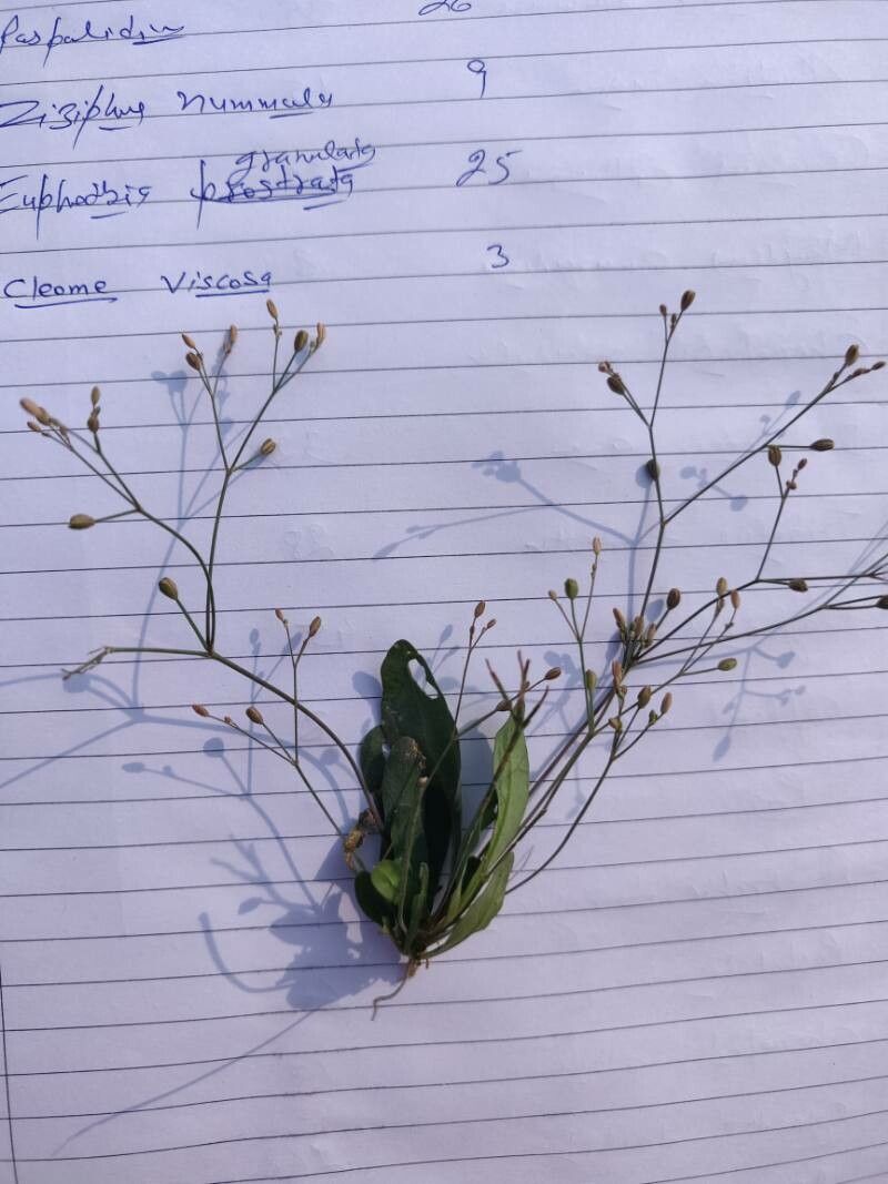 Mollugo nudicaulis fruit