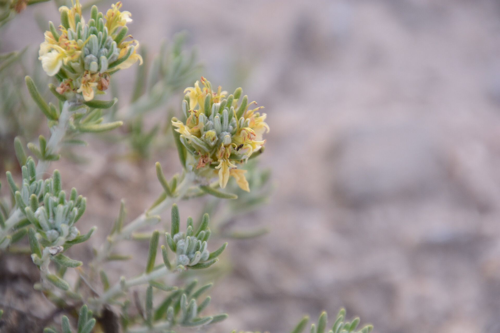 Teucrium balthazaris flower