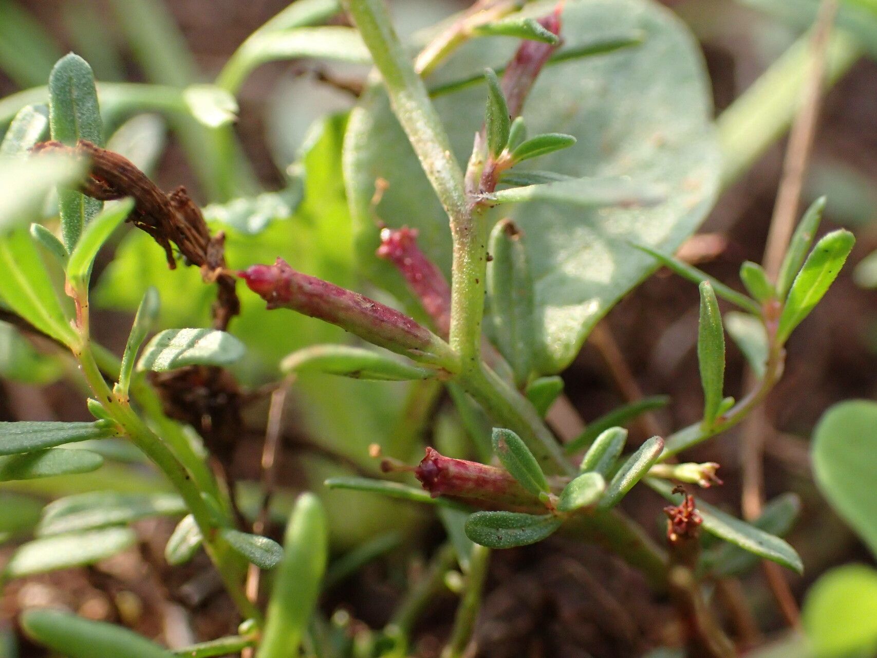 Lythrum tribracteatum fruit