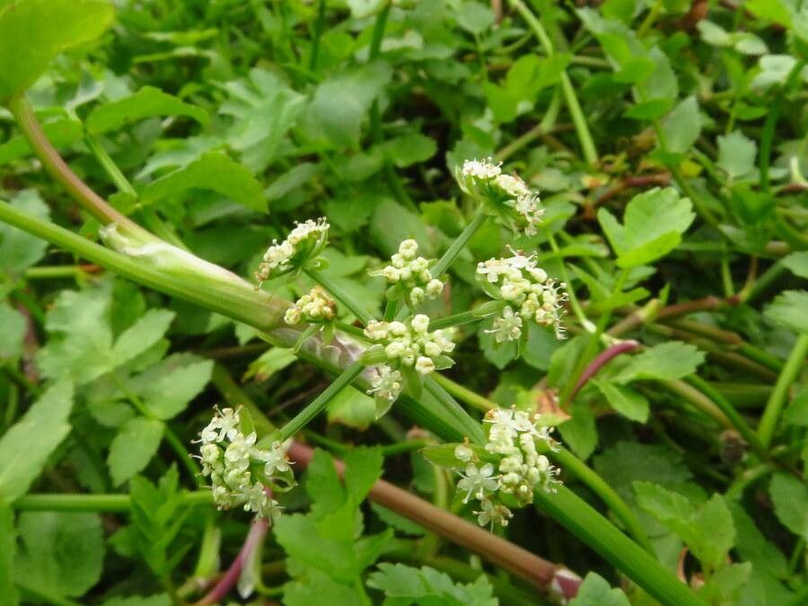Apium nodiflorum flower