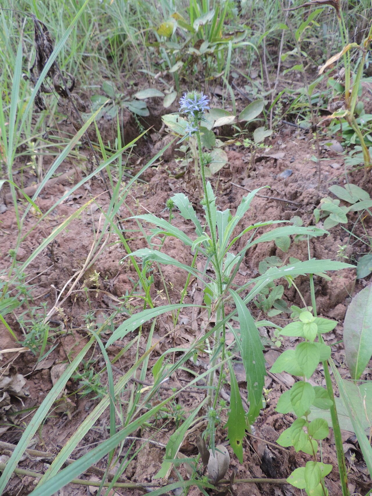 Wahlenbergia capitata habit