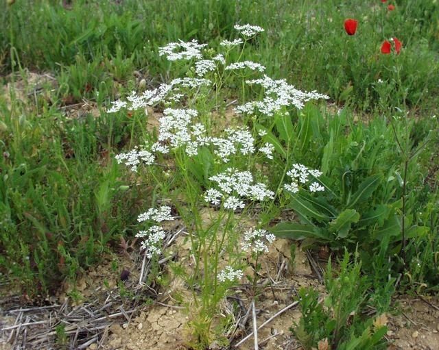 Bifora radians flower