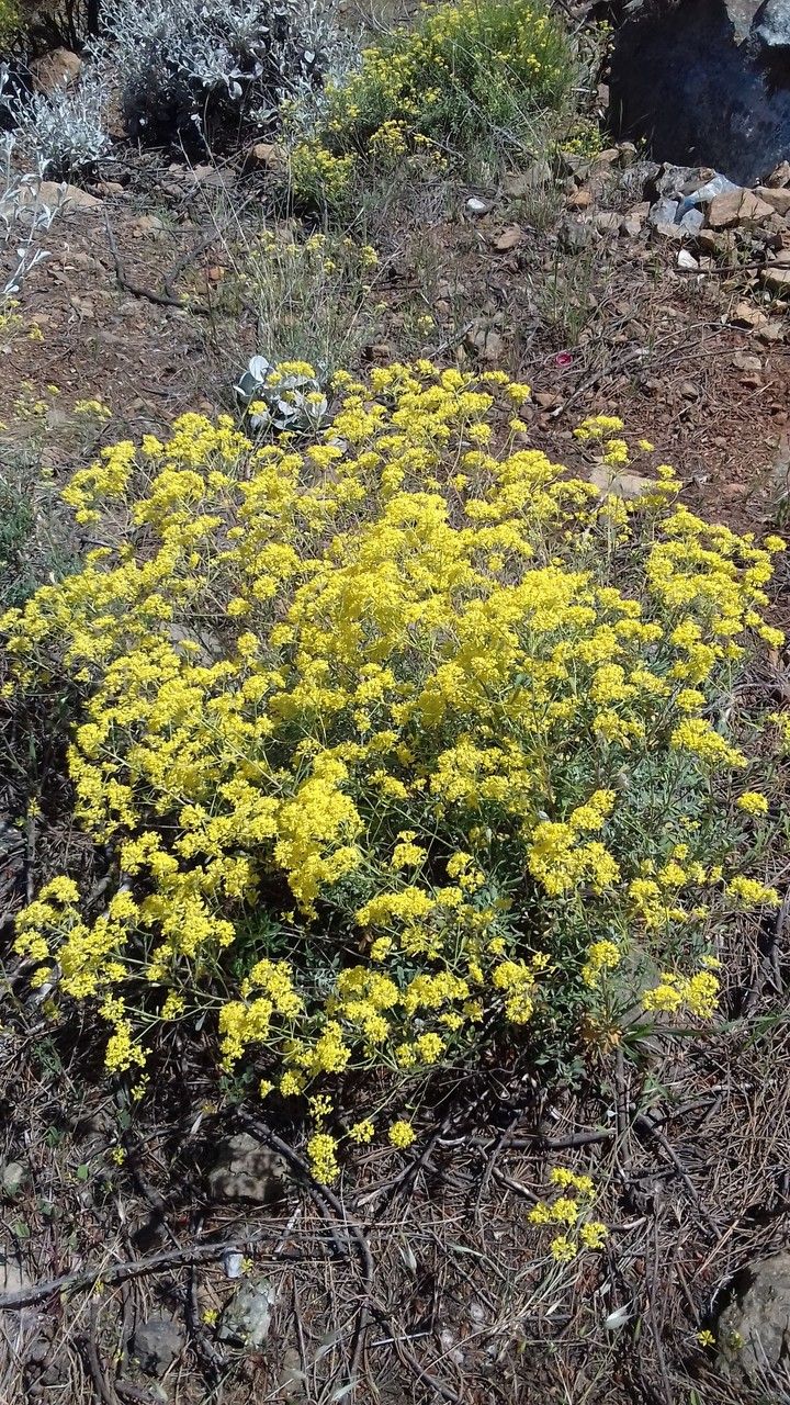 Alyssum corsicum flower