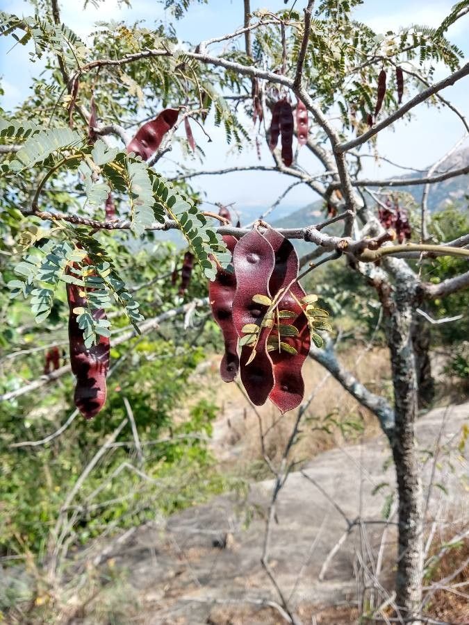Albizia harveyi fruit