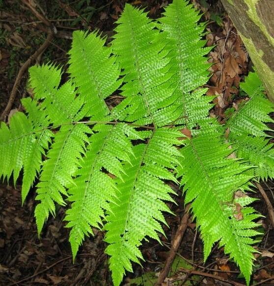 Tectaria kouniensis — houseplant care guide