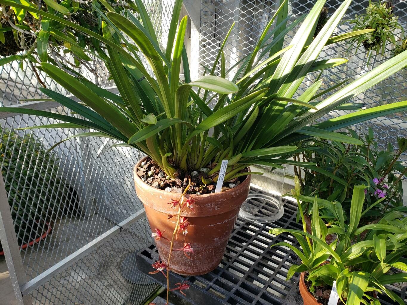 Cymbidium atropurpureum habit