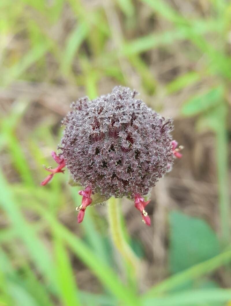Hyptis comaroides flower