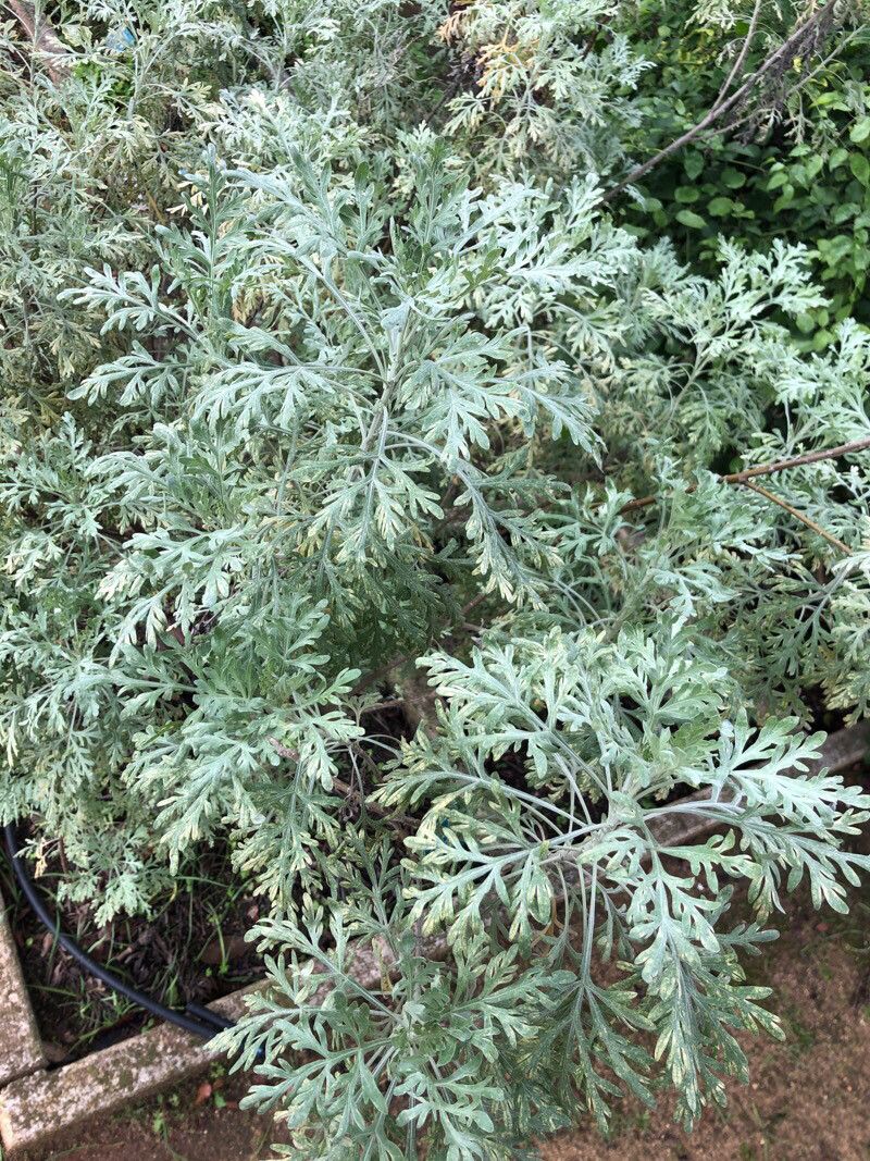 Artemisia gorgonum — search result for 'Artemisia'