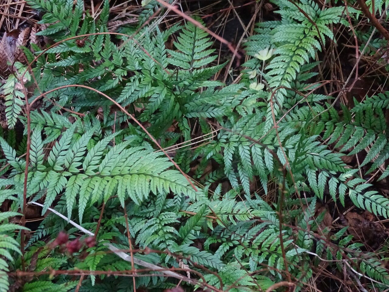 Polystichum luctuosum habit