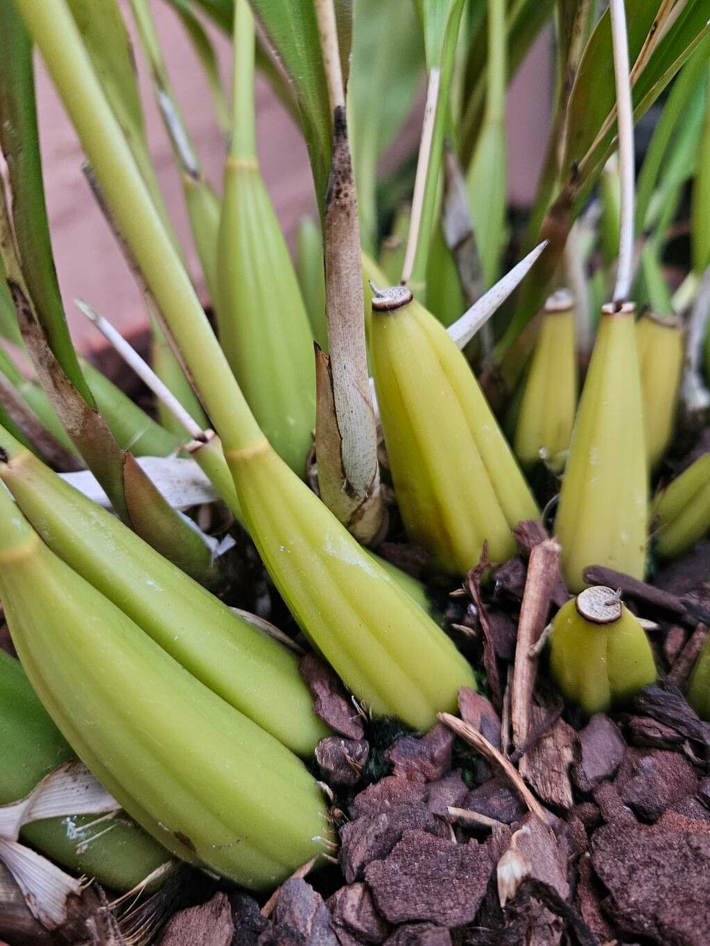 Coelogyne cobbiana bark