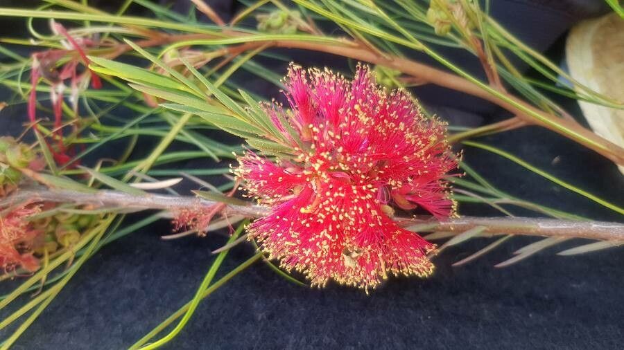 Melaleuca fulgens leaf