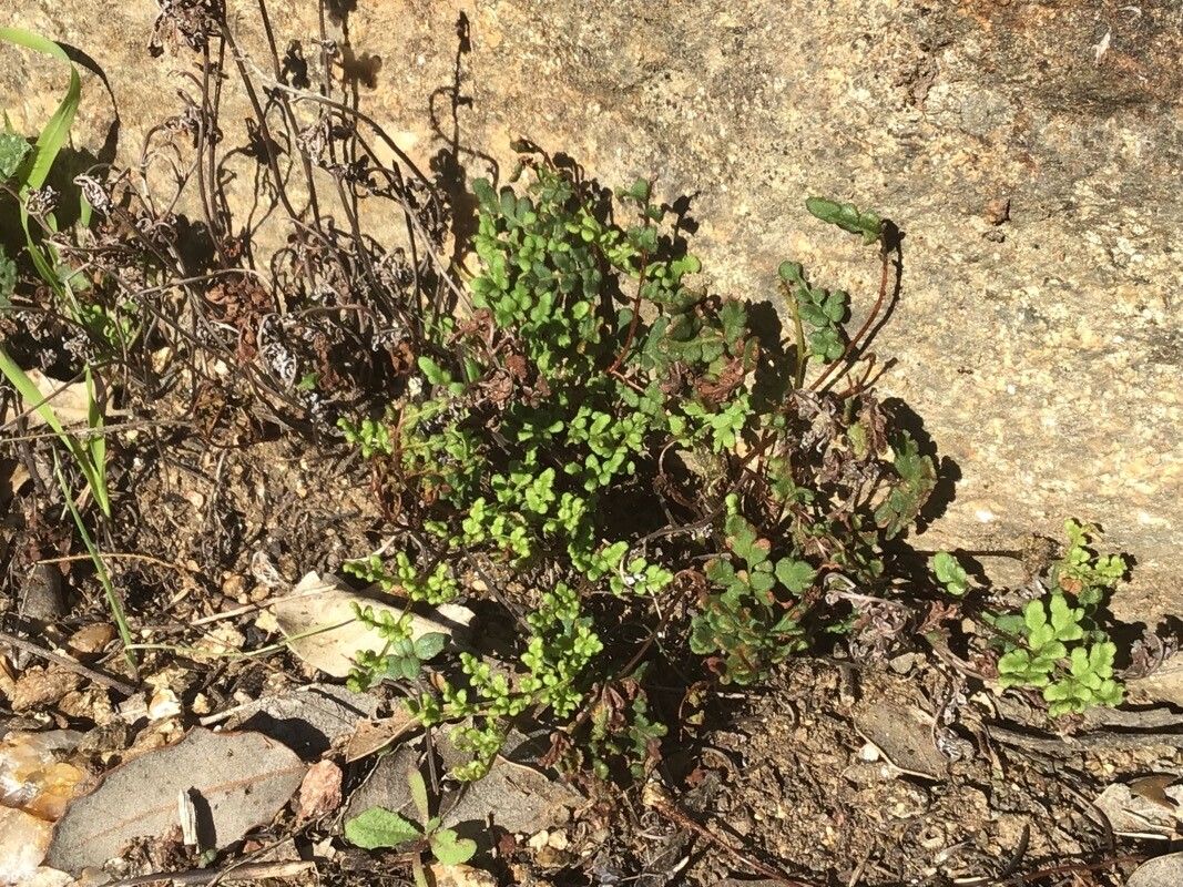 Hemionitis tinaei — search result for 'Hemionitis'