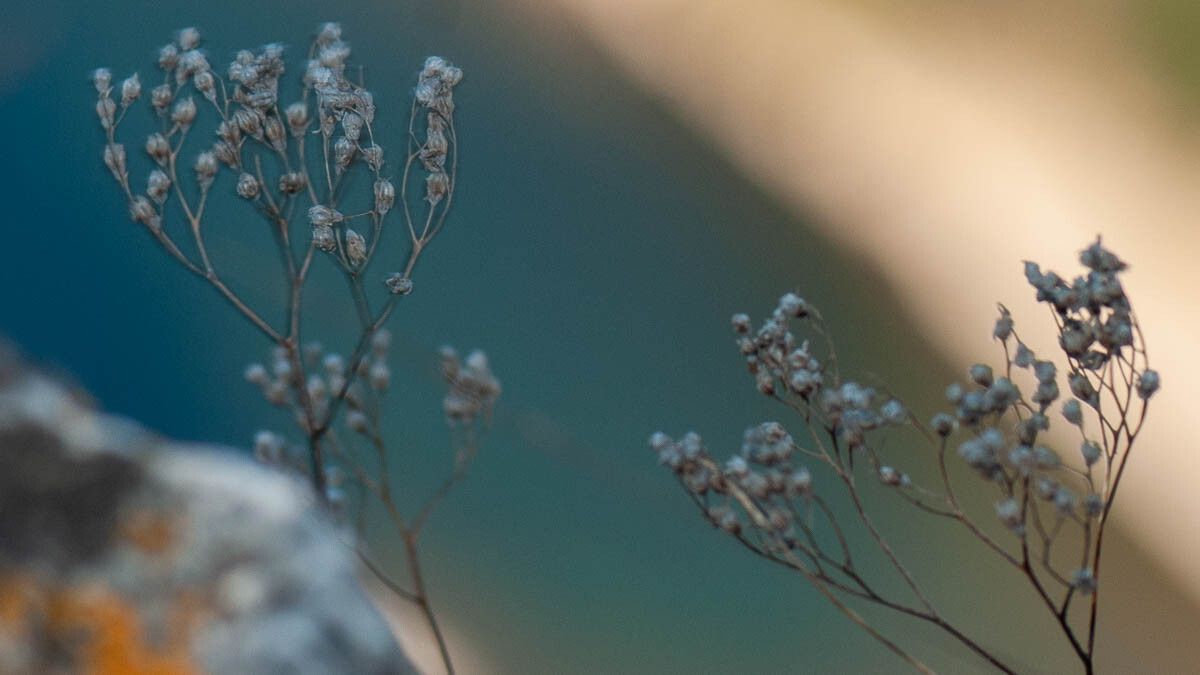 Gypsophila paniculata fruit