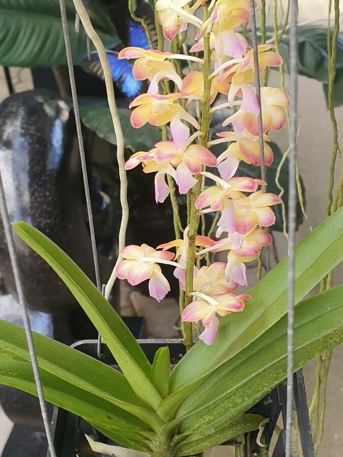 Aerides odorata leaf