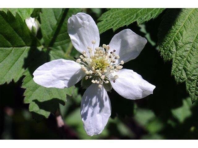 Rubus flagellaris flower
