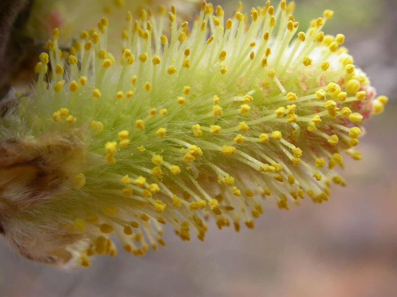 Salix sikkimensis — houseplant care guide