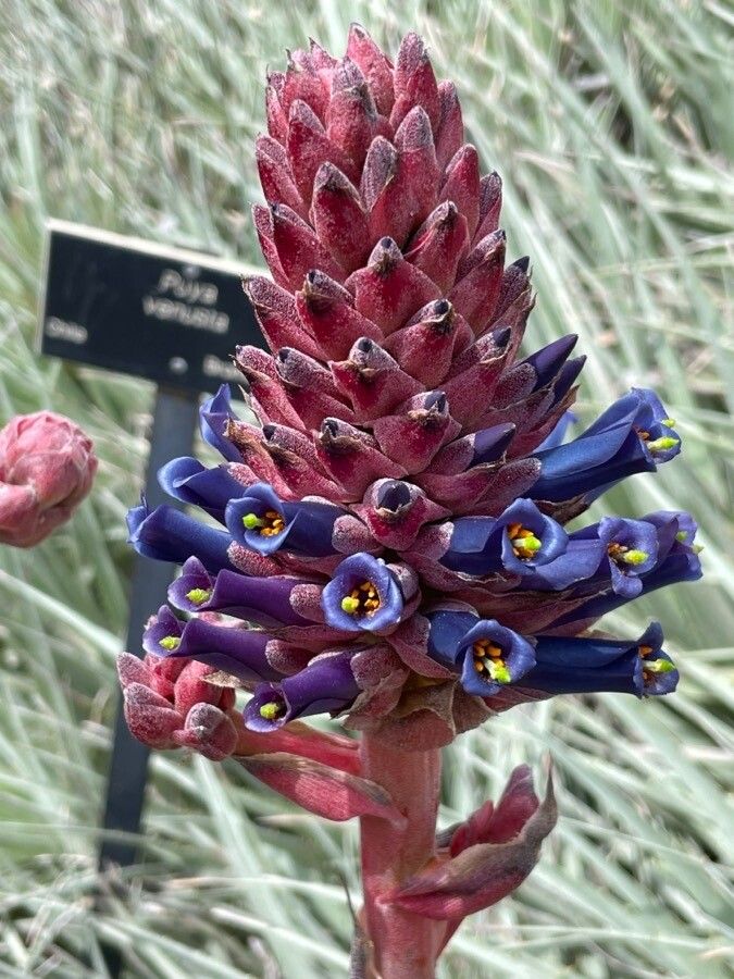 Puya venusta flower