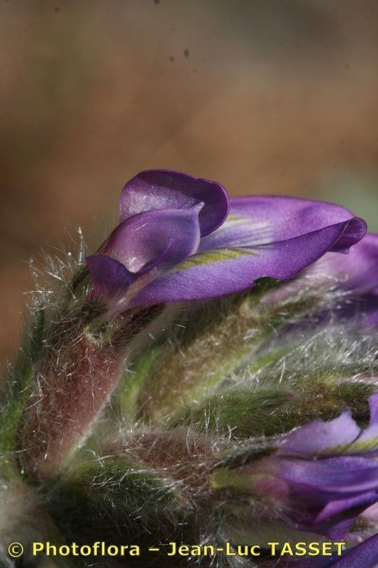 Oxytropis xerophila — houseplant care guide