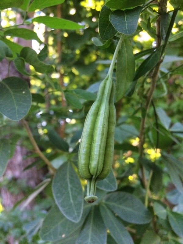 Aristolochia elegans fruit