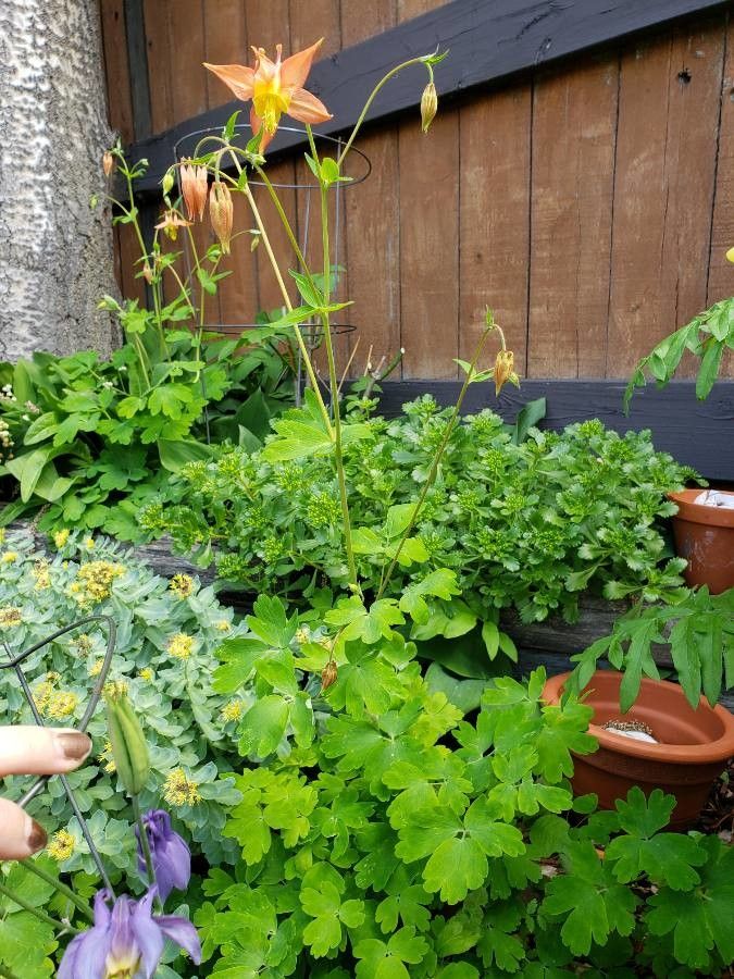 Aquilegia formosa habit