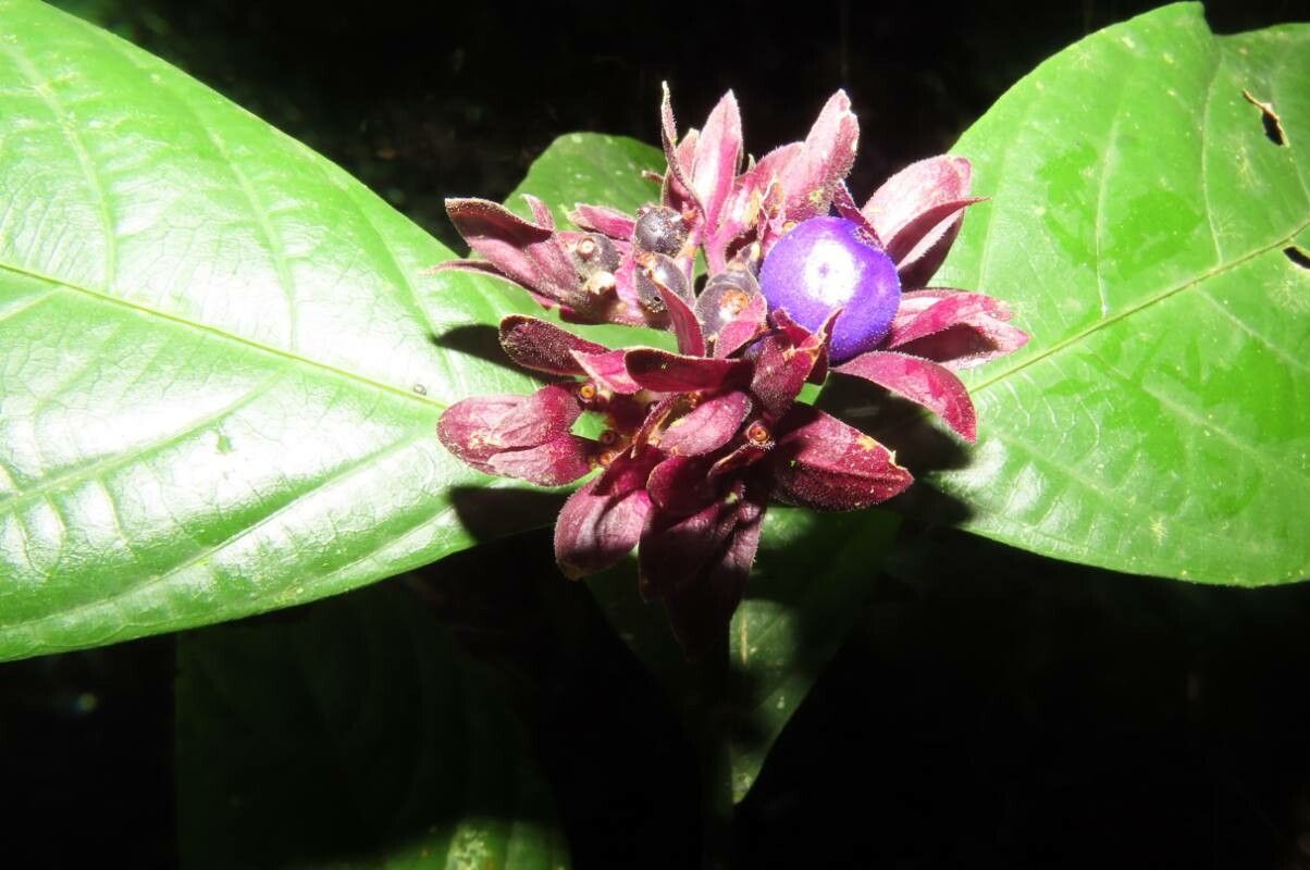 Palicourea suerrensis fruit