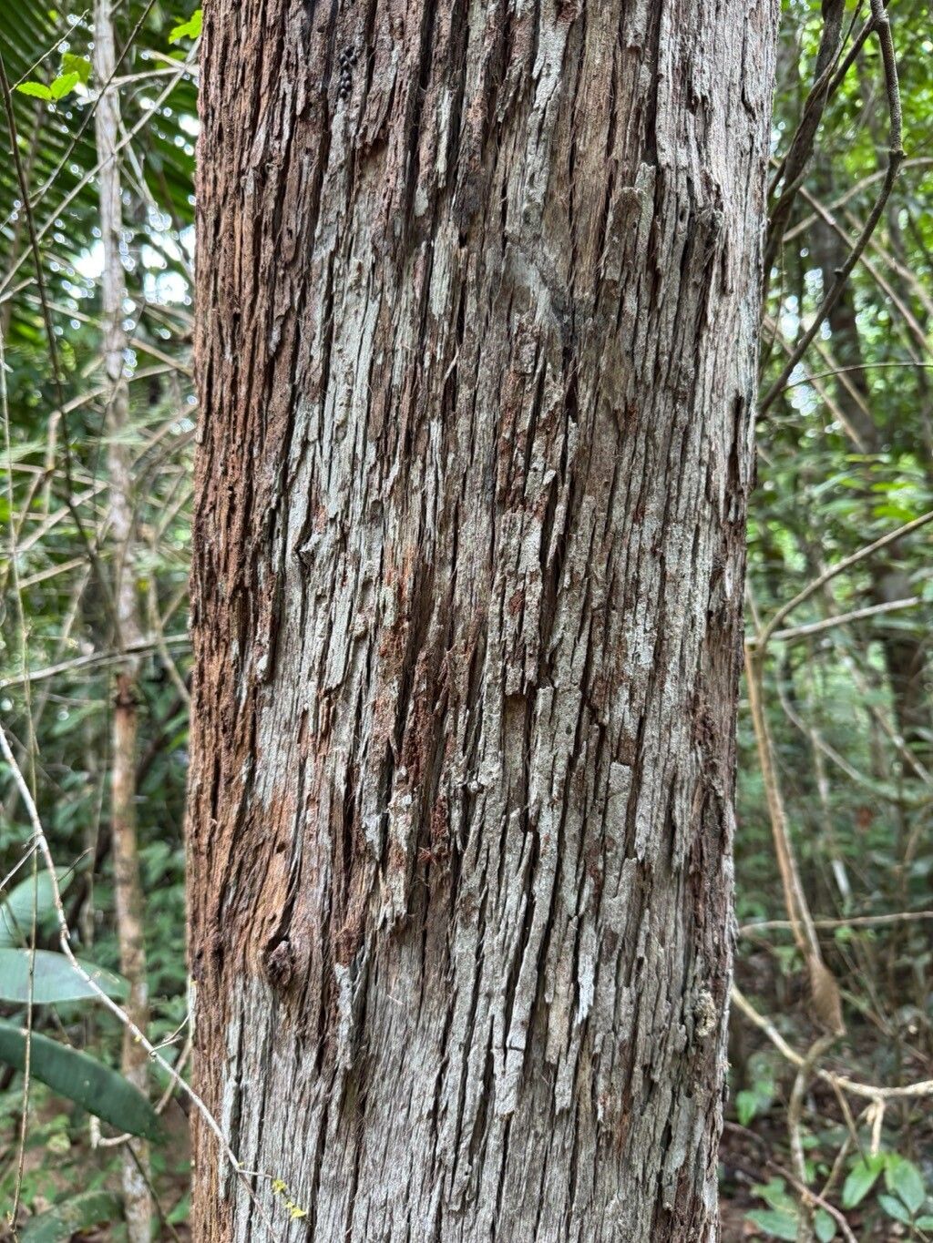 Duroia valesca bark