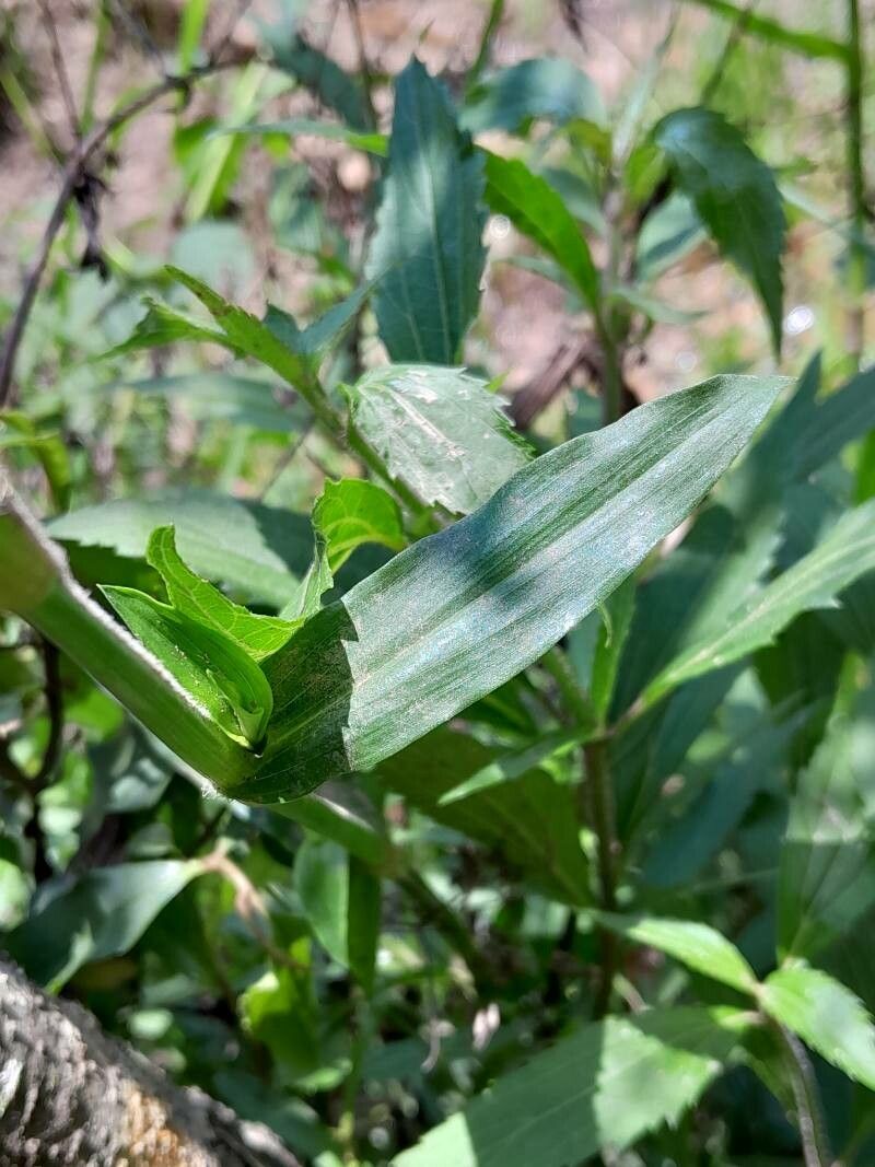 Floscopa glomerata — houseplant care guide