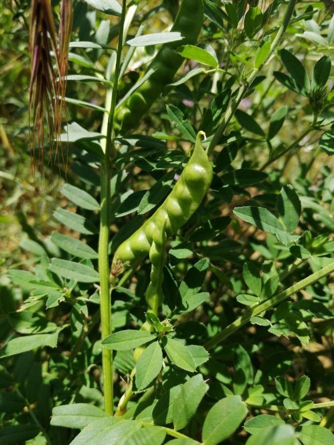 Vicia ervilia fruit