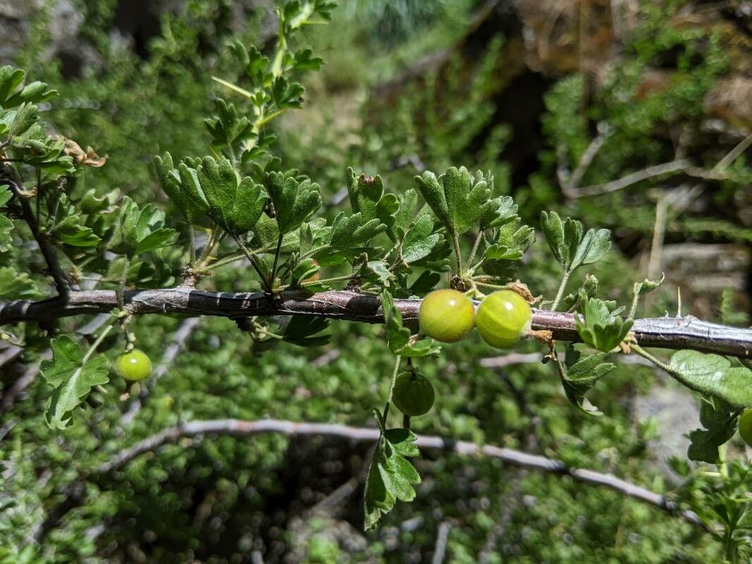 Ribes quercetorum — search result for 'Ribes'
