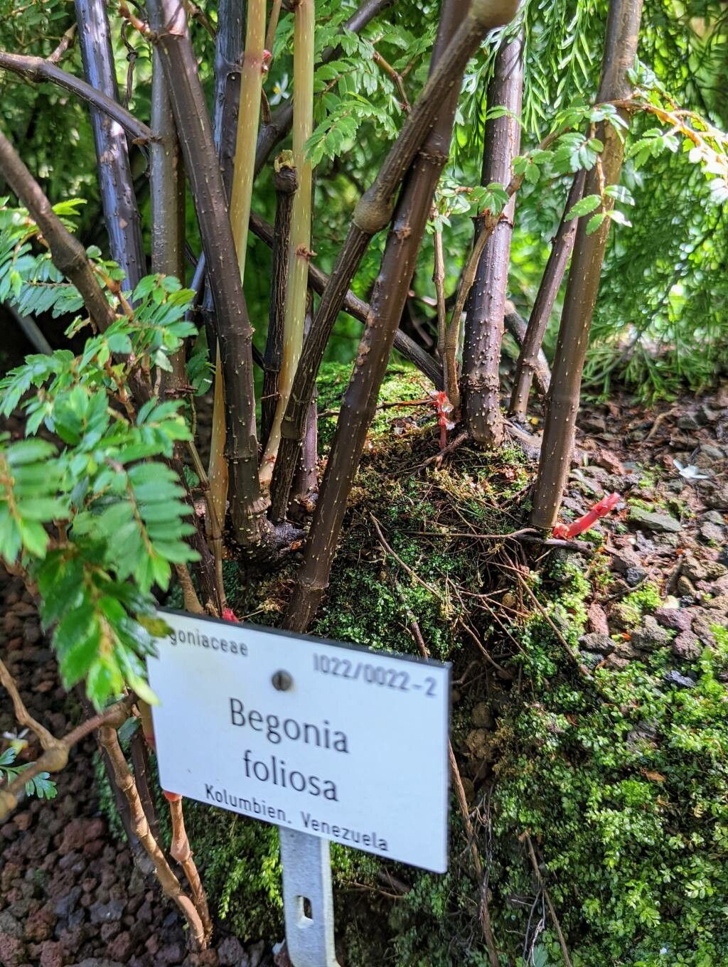 Begonia foliosa bark