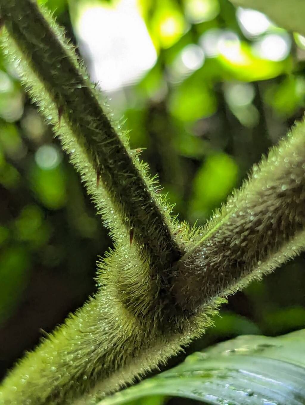 Calamus ciliaris bark