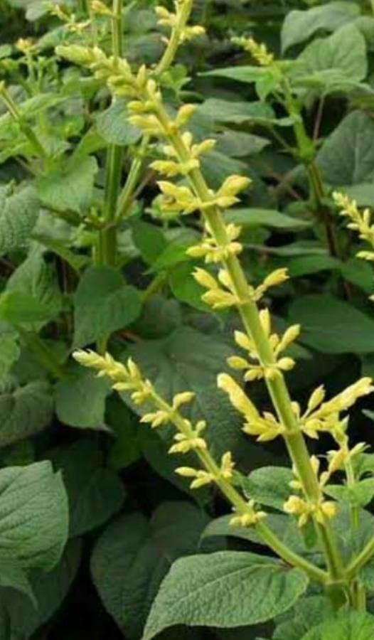 Salvia madrensis flower