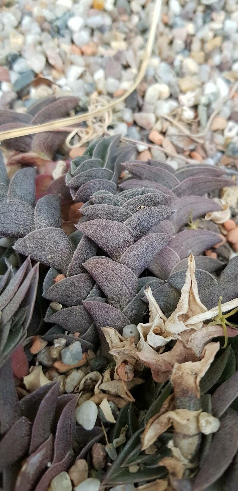 Callisia navicularis