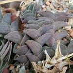 Callisia navicularis