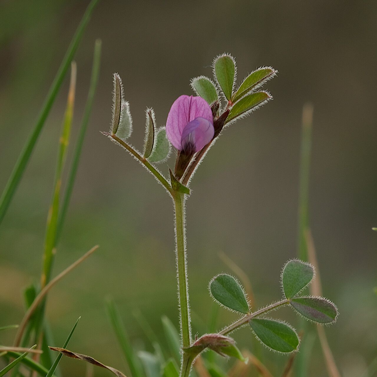 Vicia lathyroides — search result for 'Vicia'