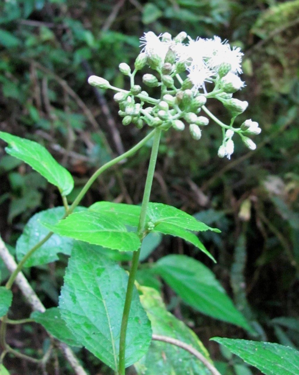 Ageratina pichinchensis habit