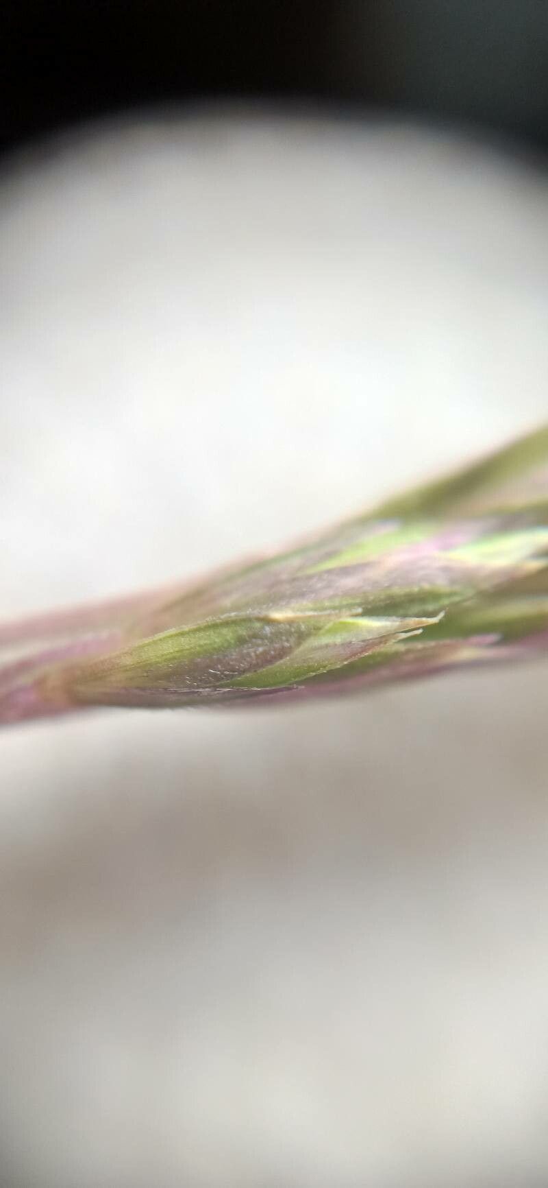 Koeleria eriostachya flower