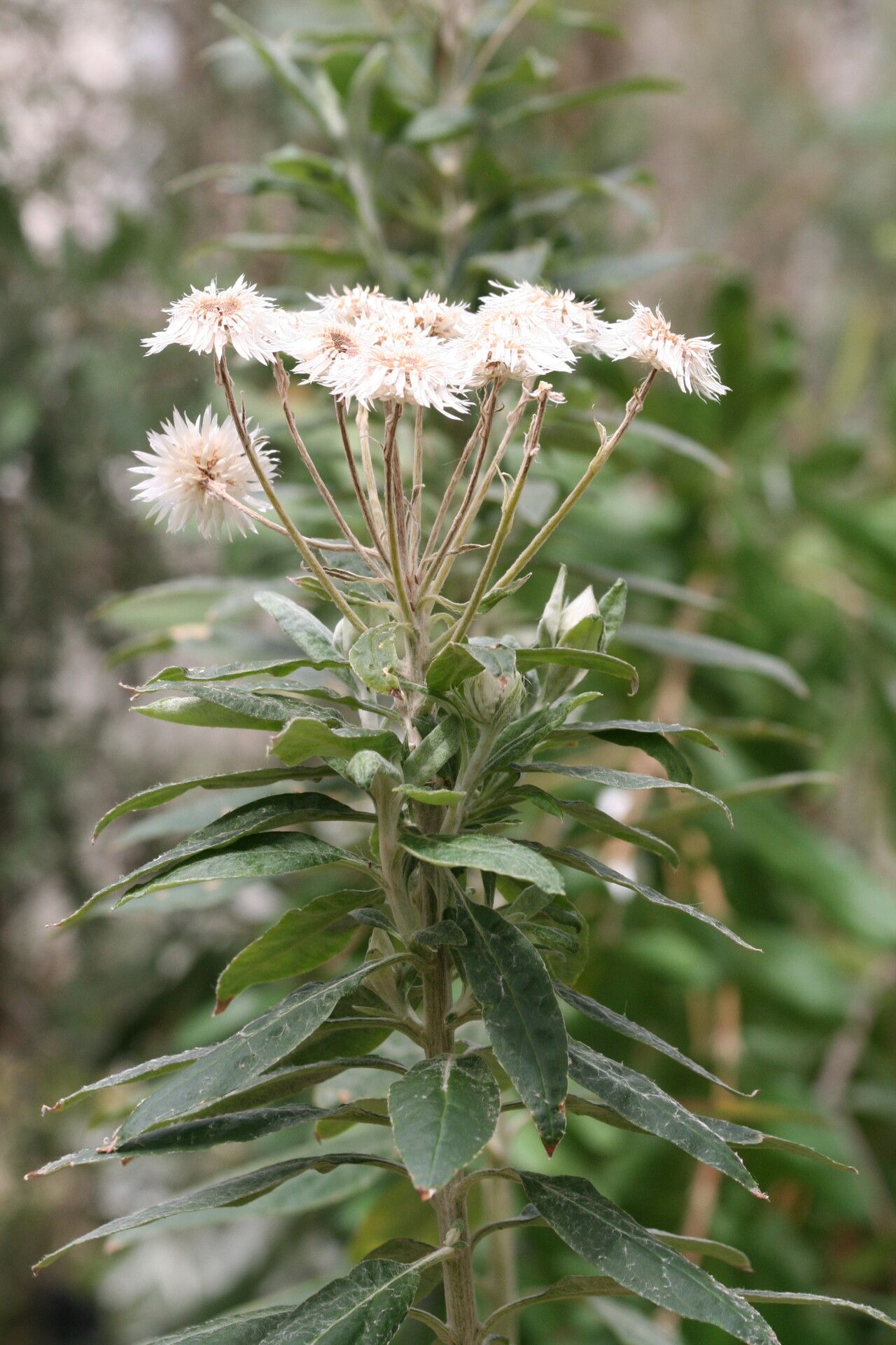 Coronidium elatum flower