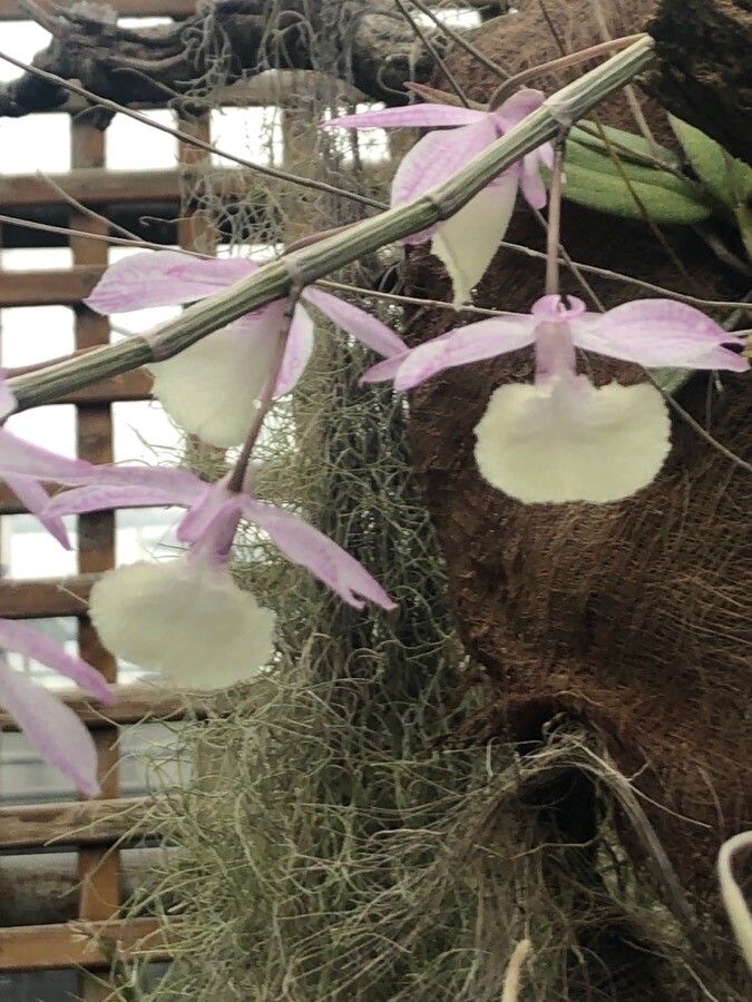 Dendrobium aphyllum flower