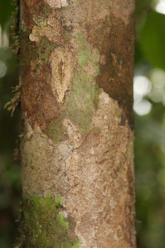 Swartzia grandifolia bark
